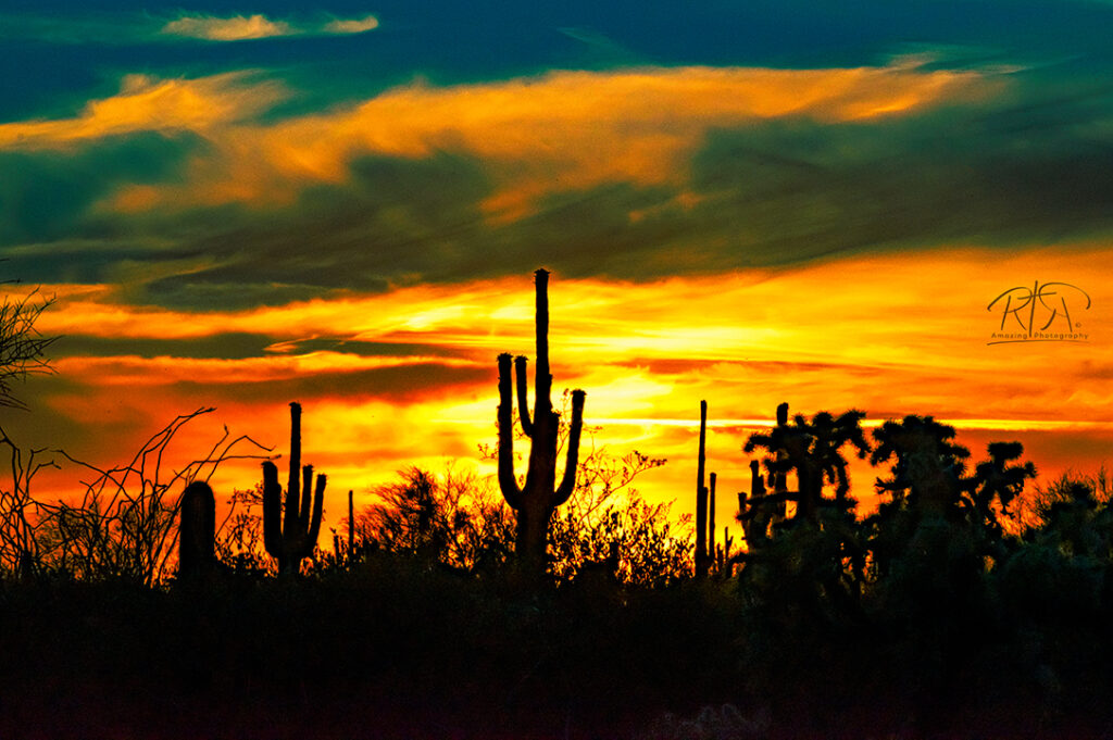 Silhouetted saguaro cacti against a vibrant desert sunset.